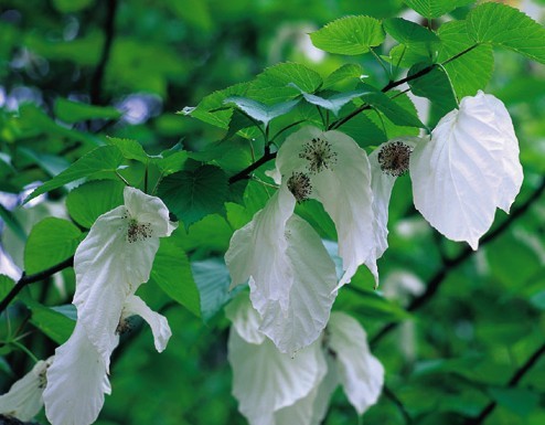 Davidia involucrata seed Dove tree  Handkerchief tree